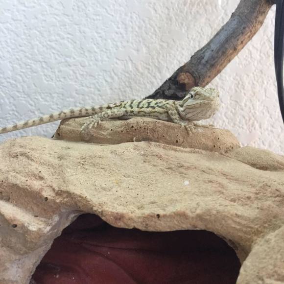 Meet your Posher, Odin - Picture 1 of 1